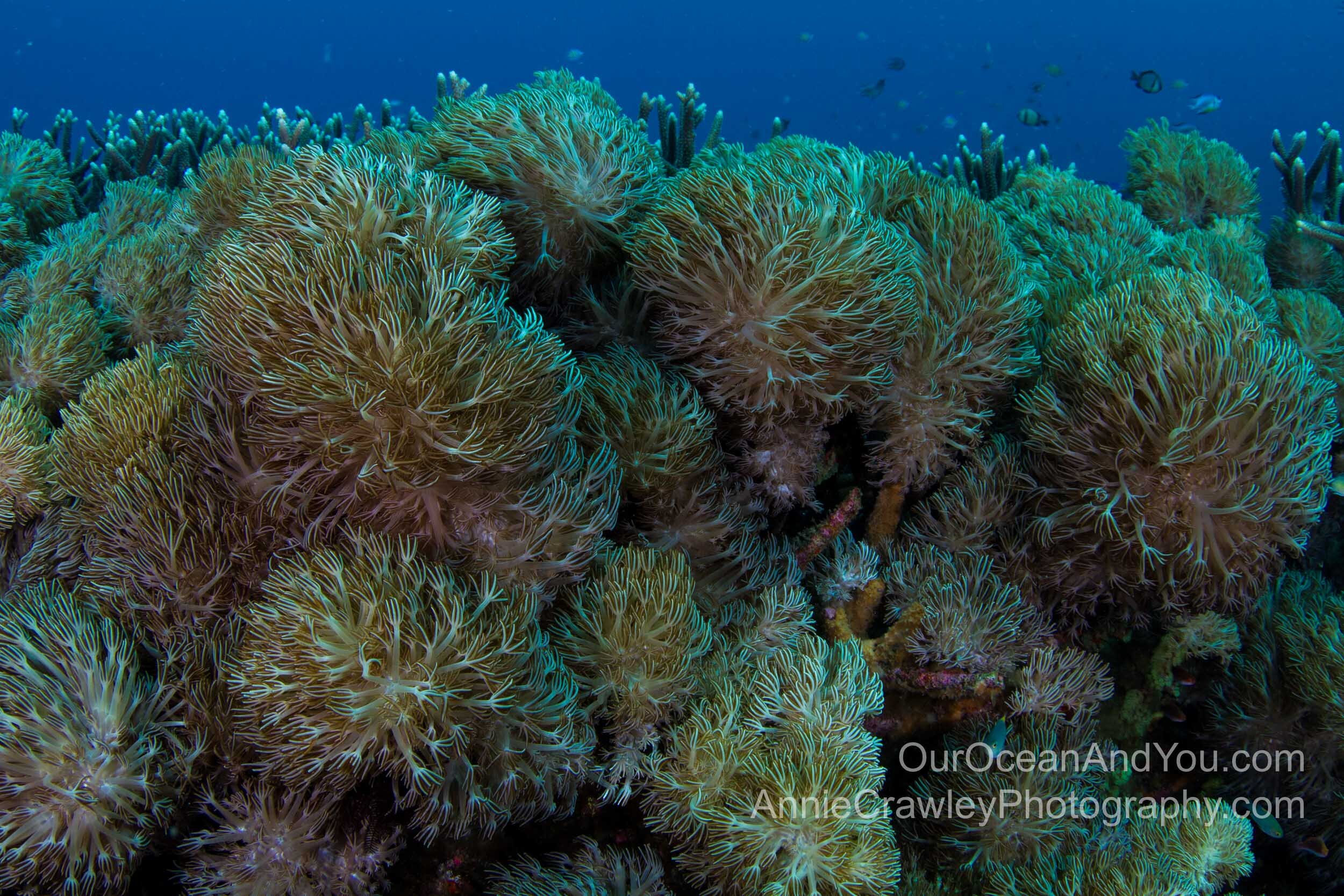 Ocean acidification affects corals' ability to acquire calcium carbonate to build their hard skeletons.