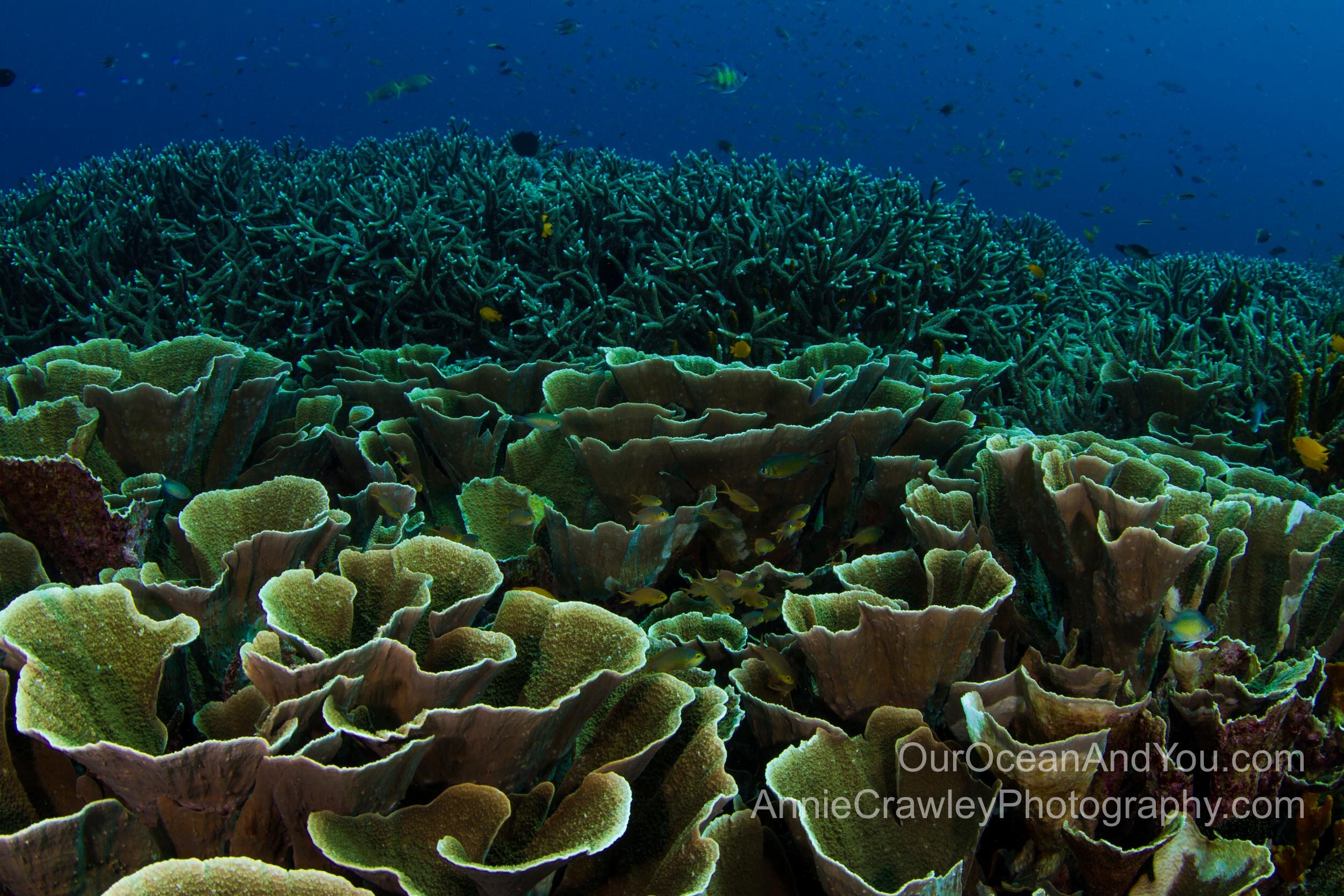Coral reefs are threatened by warming temperatures.
