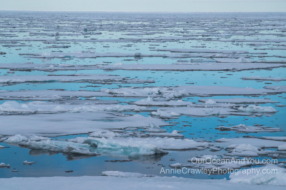 Carbon pollution is causing polar ice to melt.