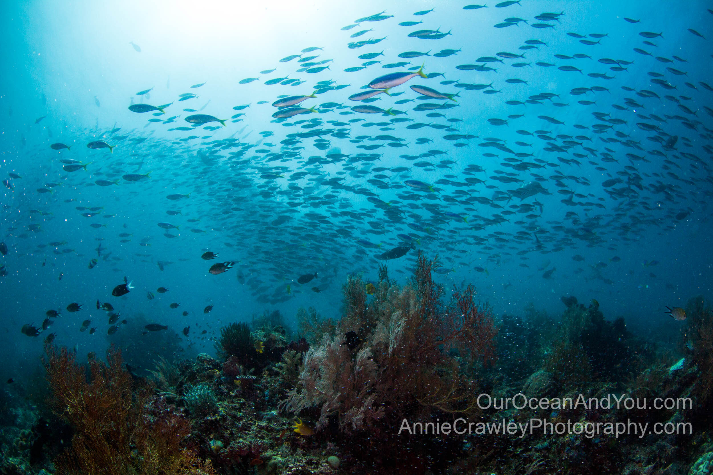 Warming ocean temperatures forces animals to migrate towards the poles.