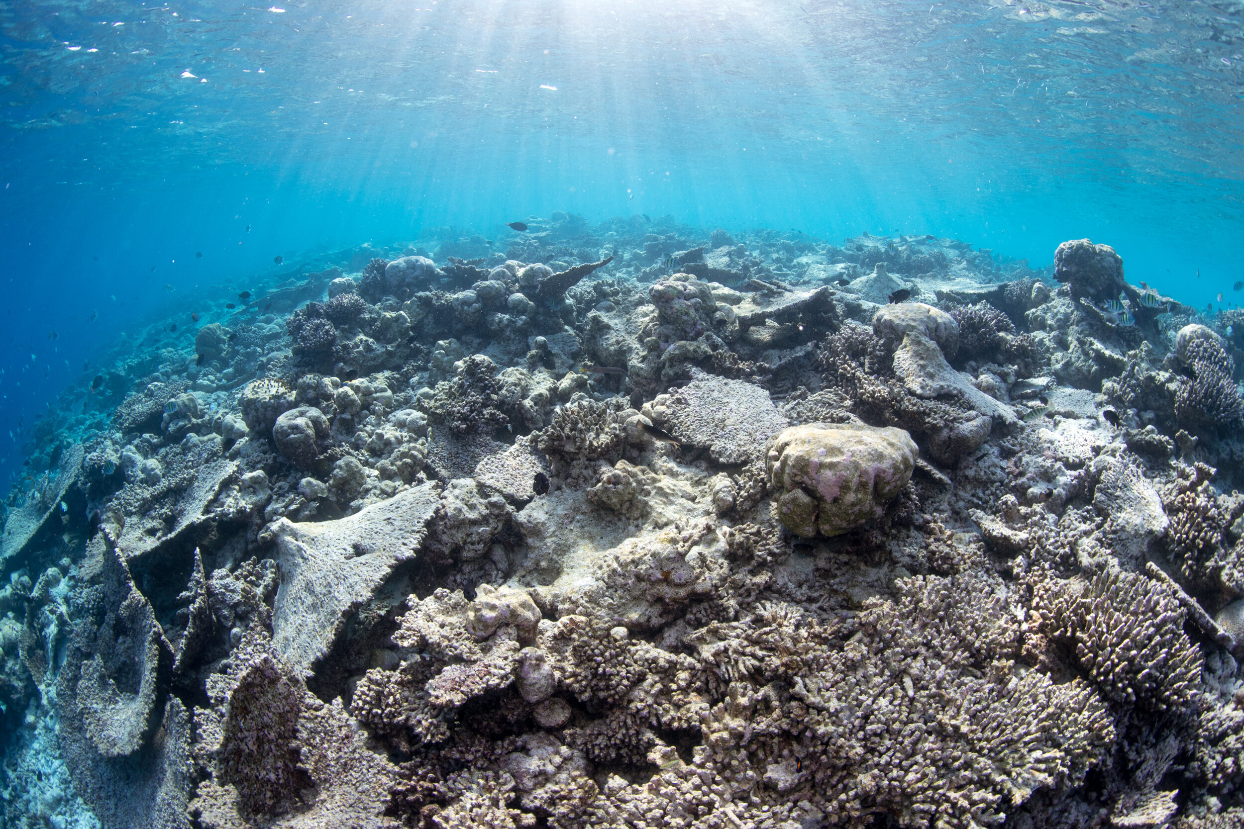 A bleached coral reef due to carbon pollution and rising ocean temperatures.