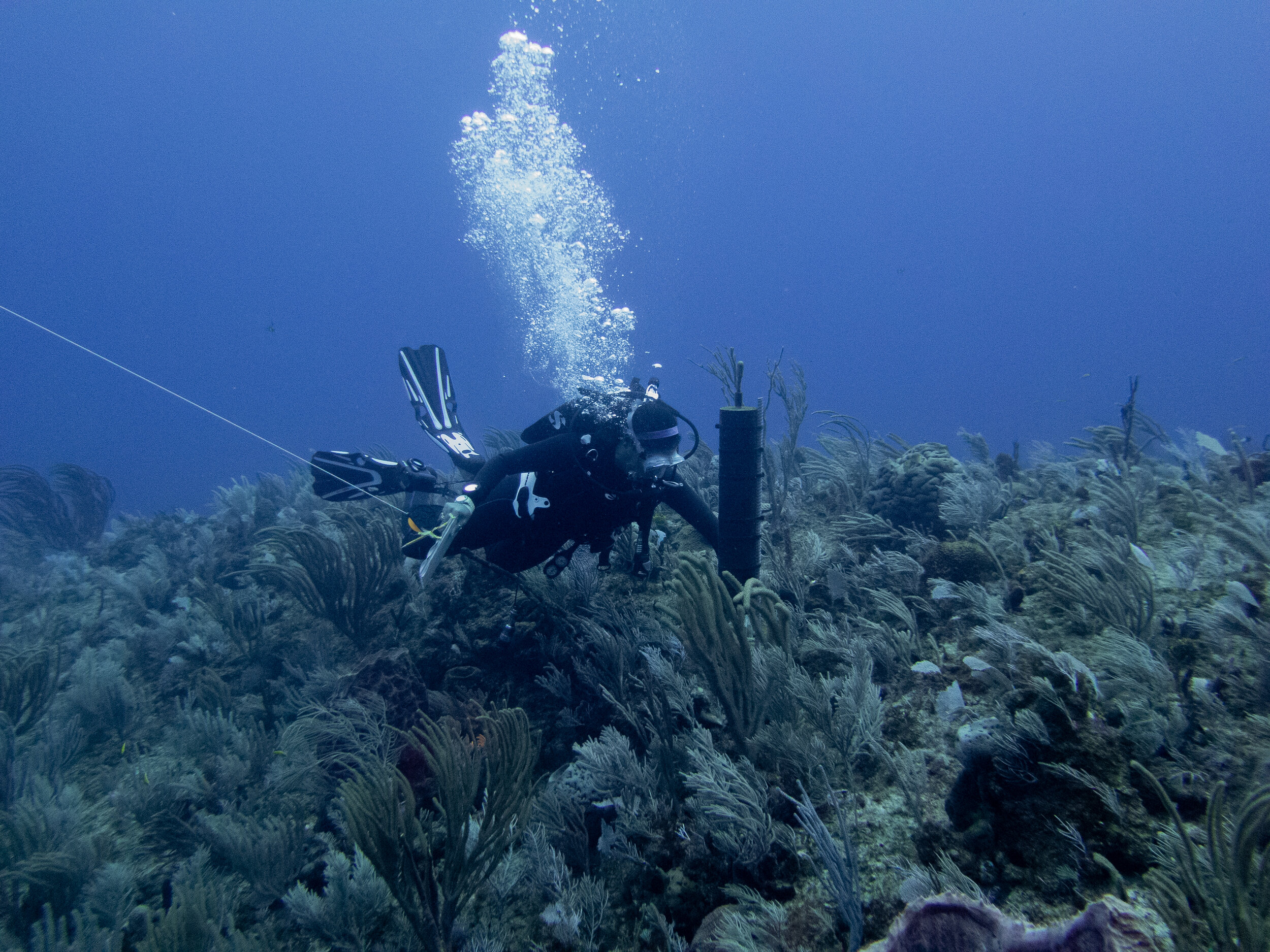  Krista checking the passive acoustic recorder. Photo by Valeria Pizarro. 