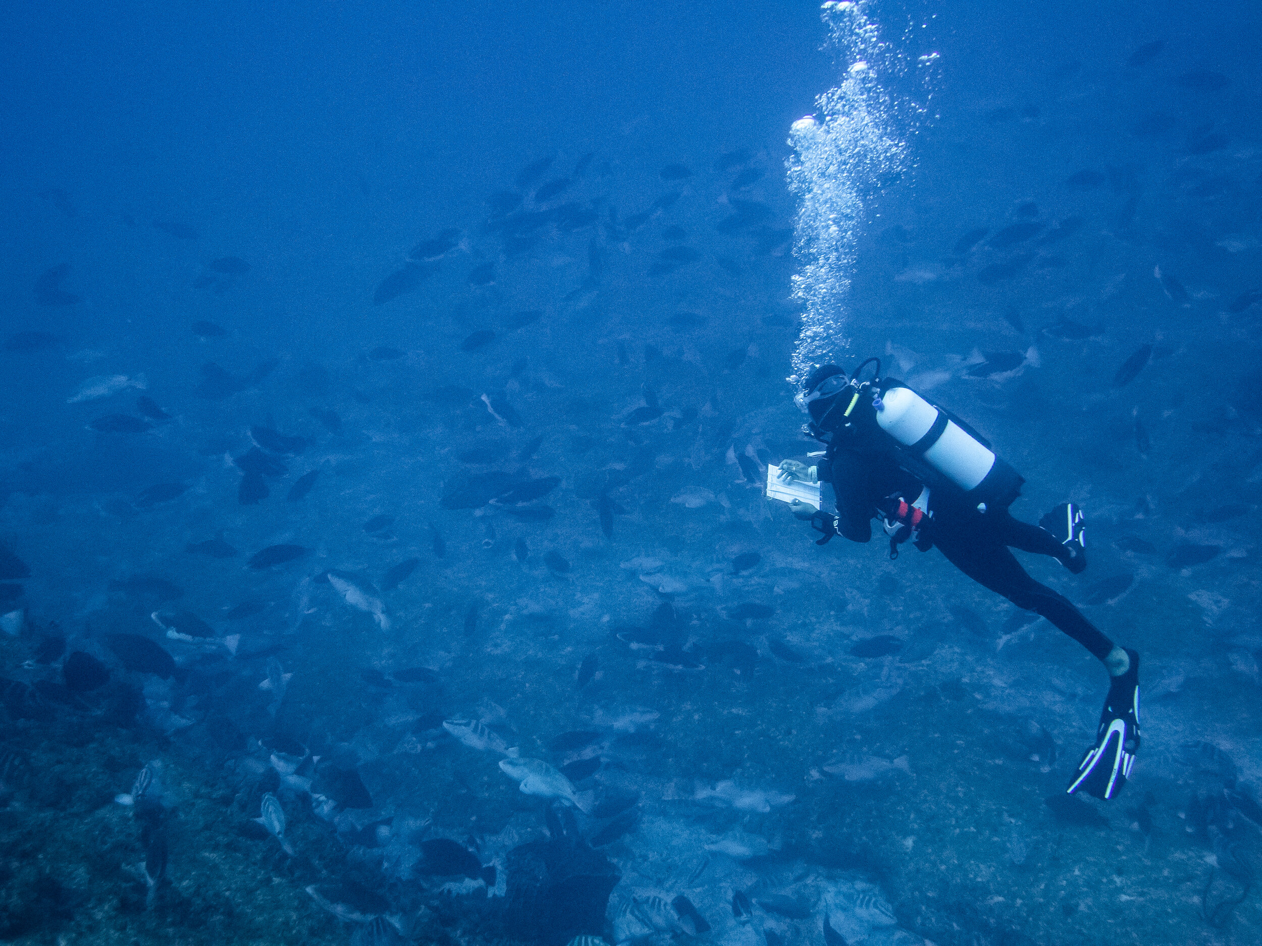  Surveying a Nassau grouper spawning aggregation. Photo by Valeria Pizarro. 