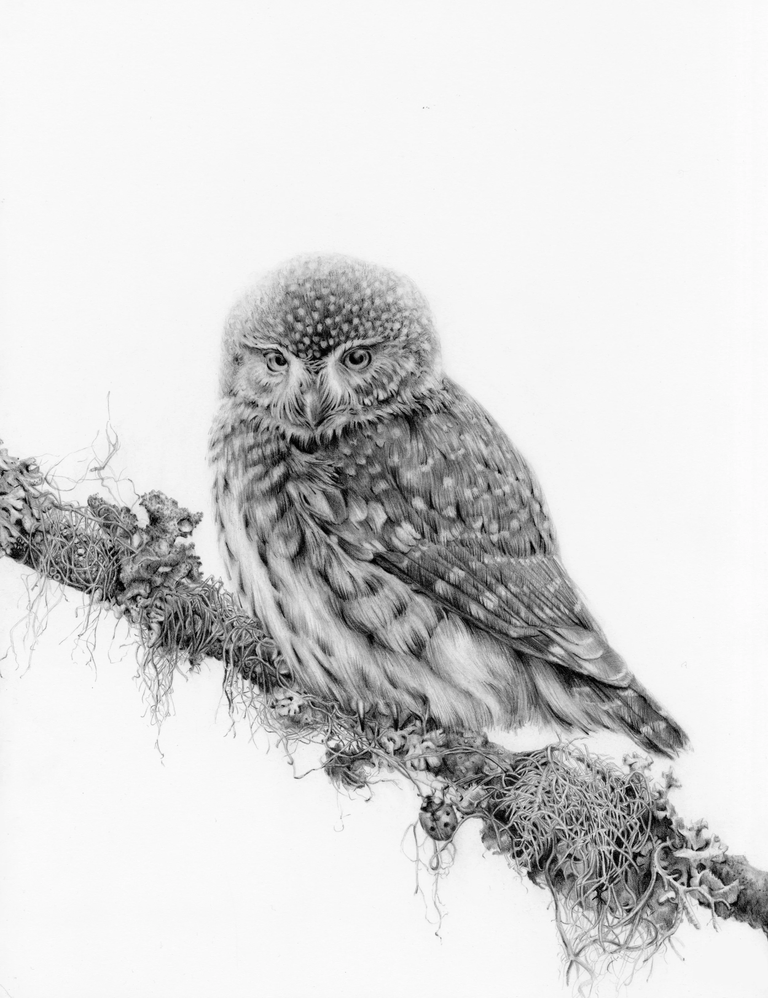 1Owl.JPG