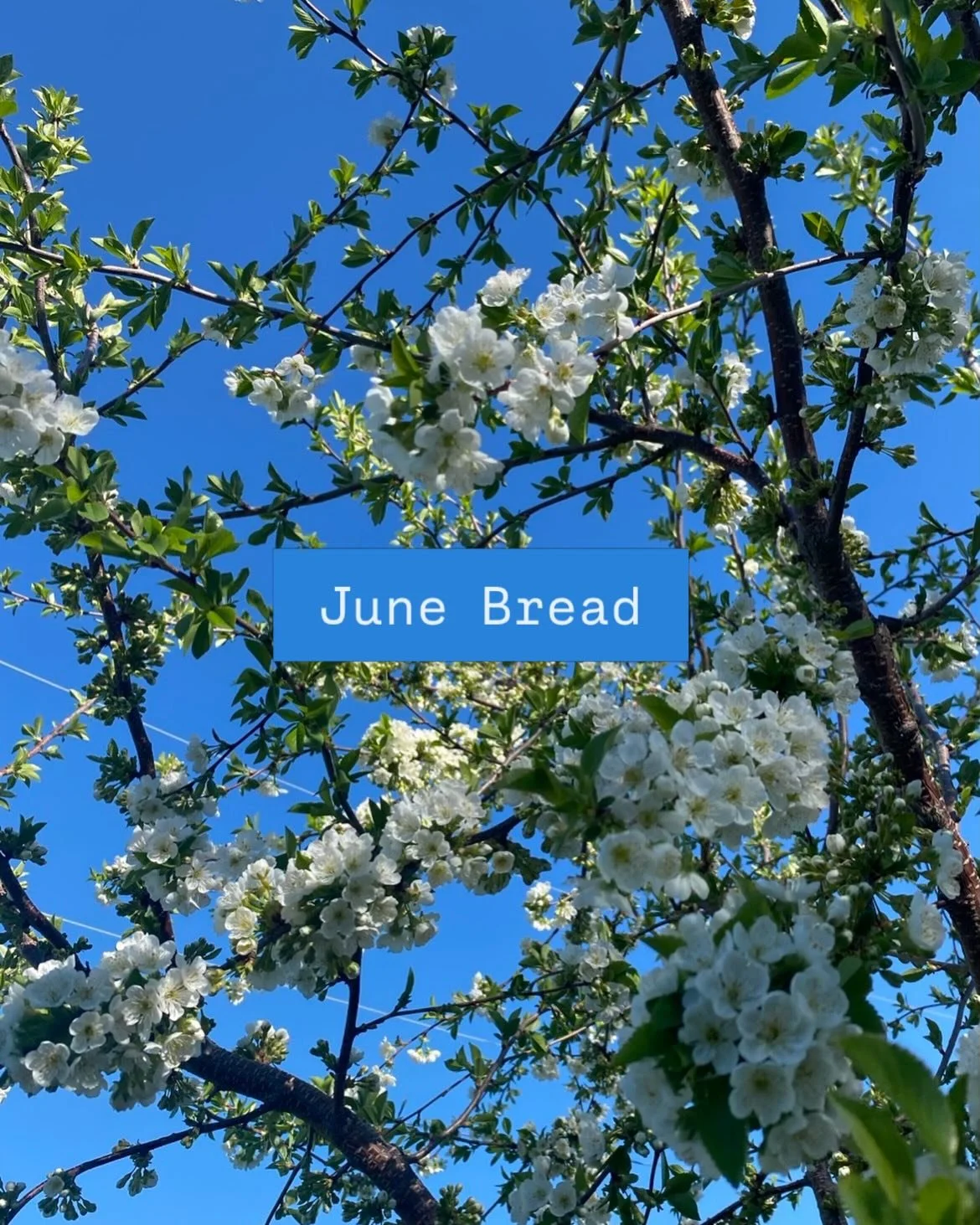June Bread Schedule

Country Loaf Every Day

Tuesdays - red fife
Wednesdays - einkorn
Thursdays - oat porridge
Fridays - everyseed
Saturdays - sandwich loaf

June 5/6 : Cheddar and Jalape&ntilde;o
June 12/13 : Feta and Za&rsquo;atar Focaccia
June 19/