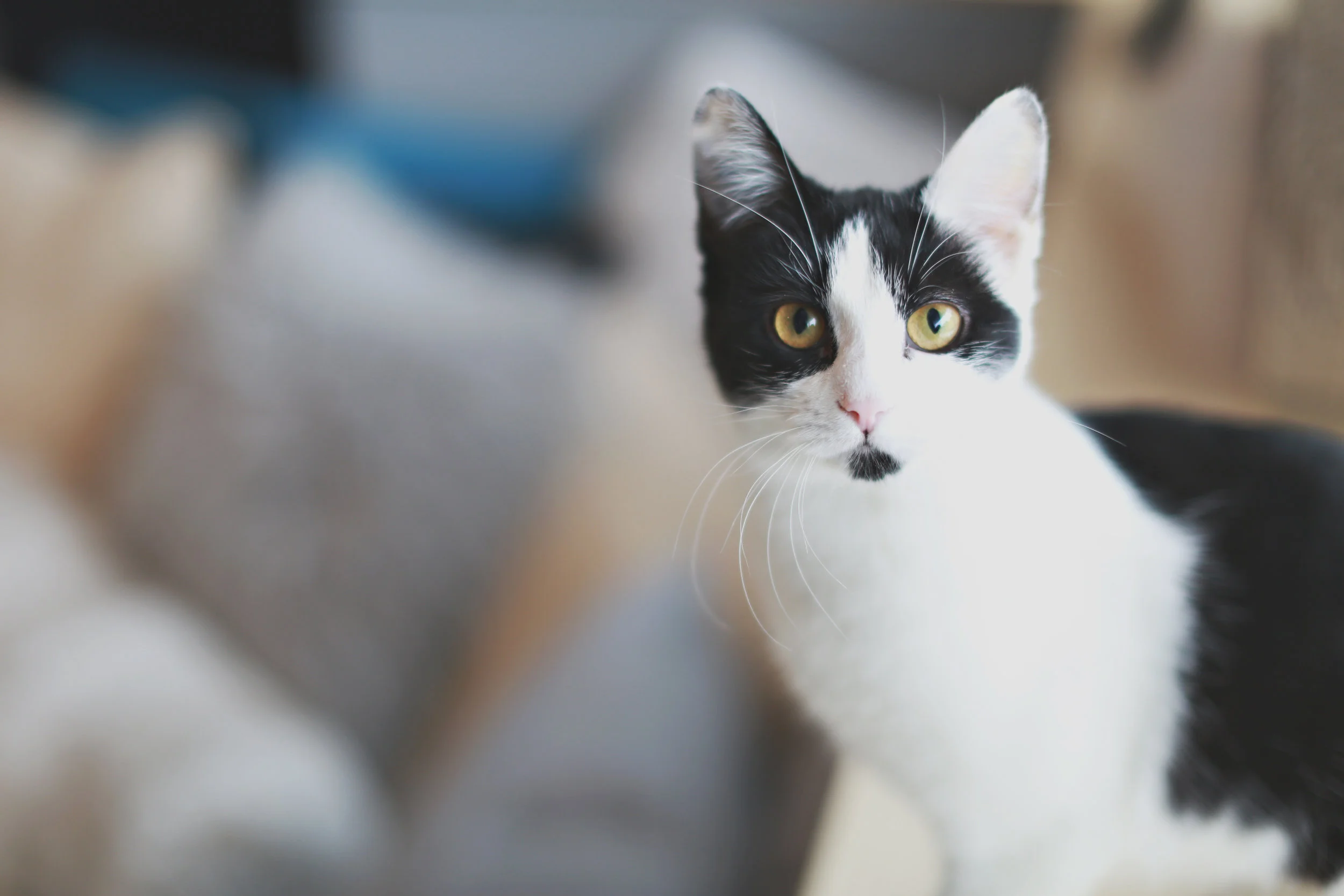 Whiskers Cat Café and Coffeehouse