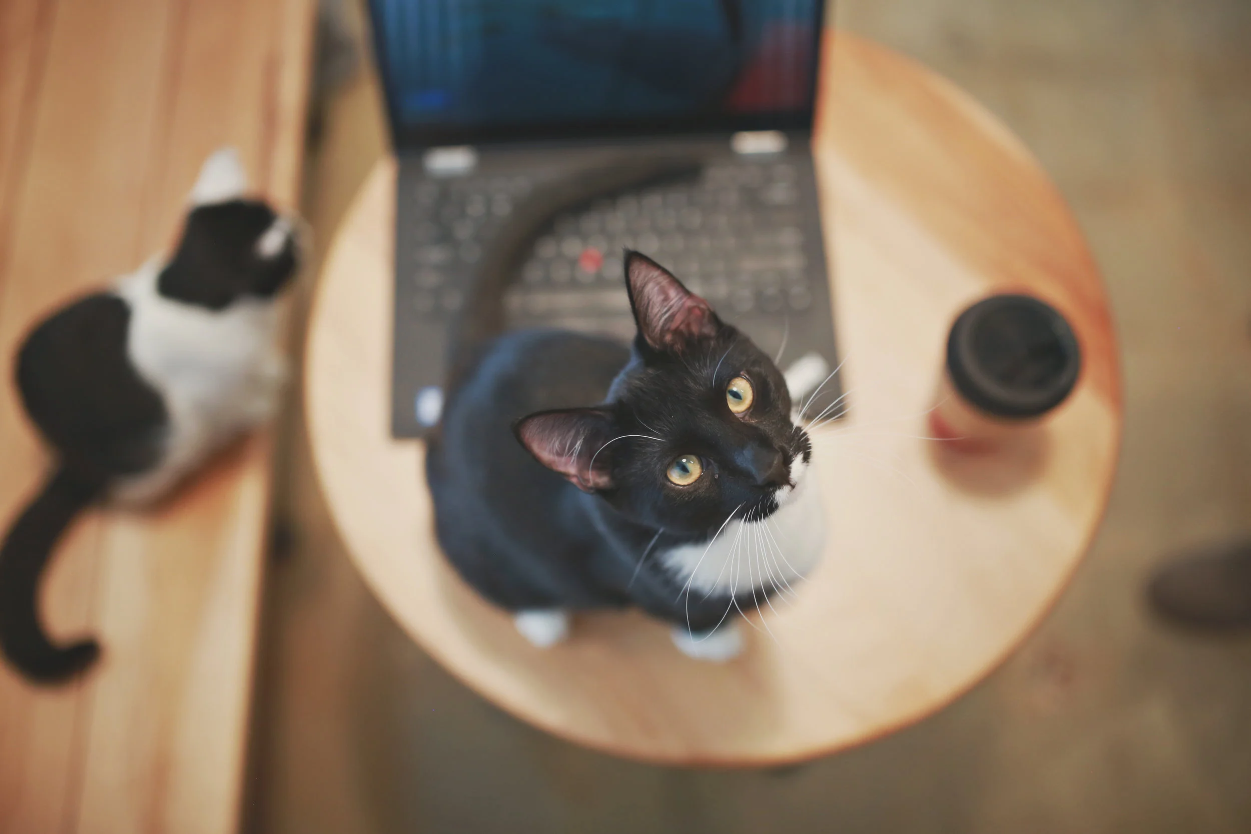 Cafe_81.jpg