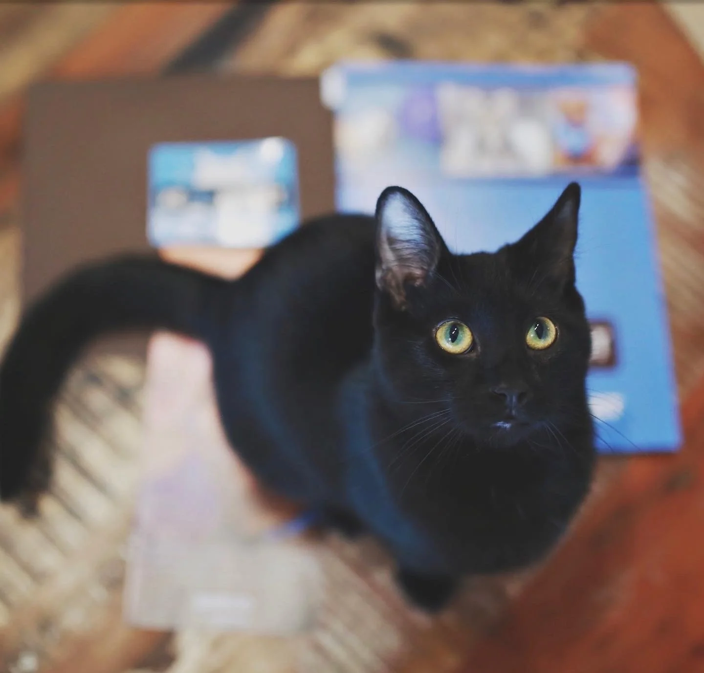 Sponsor a kitty- $20