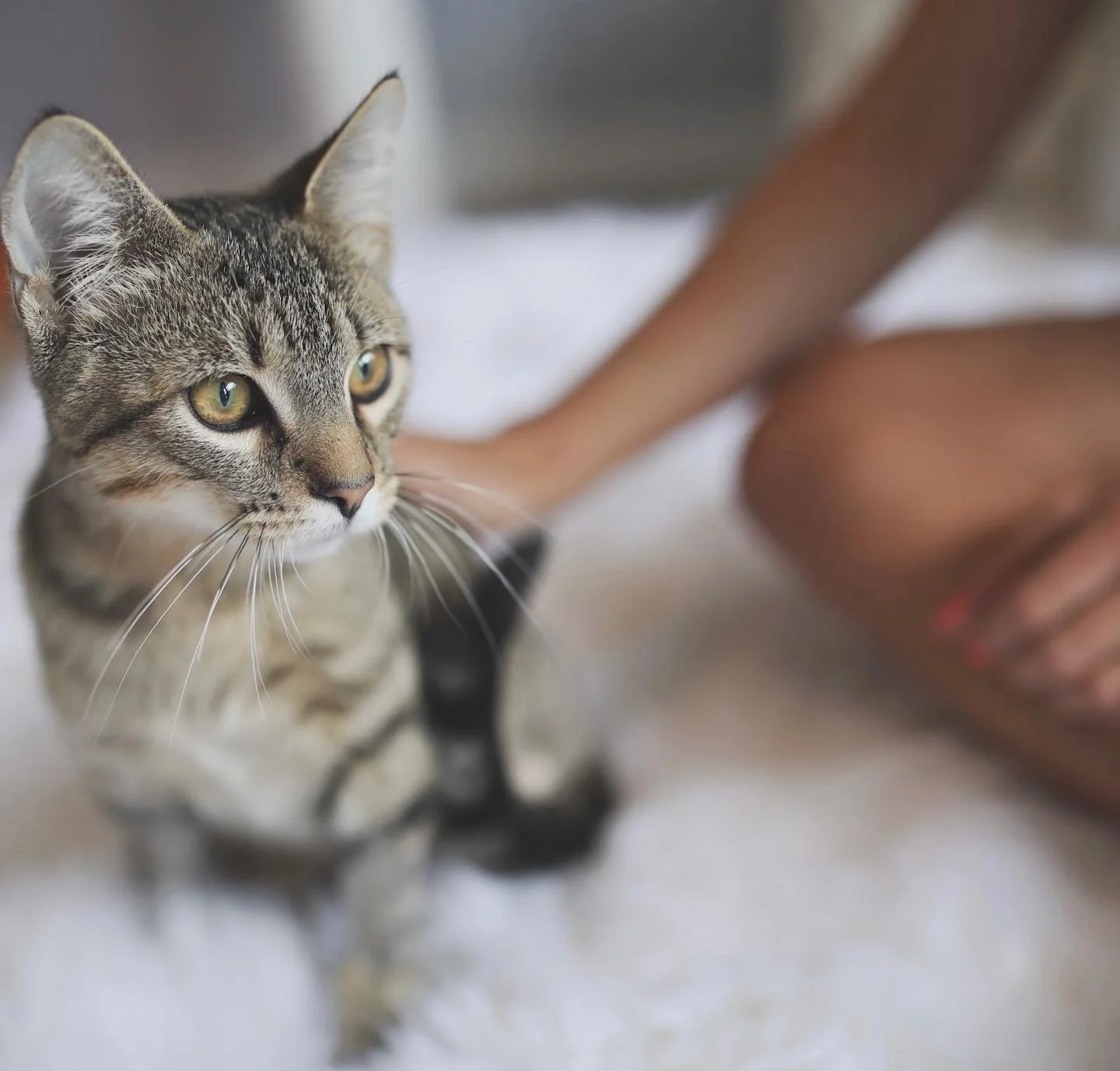 Sponsor a kitty- $50