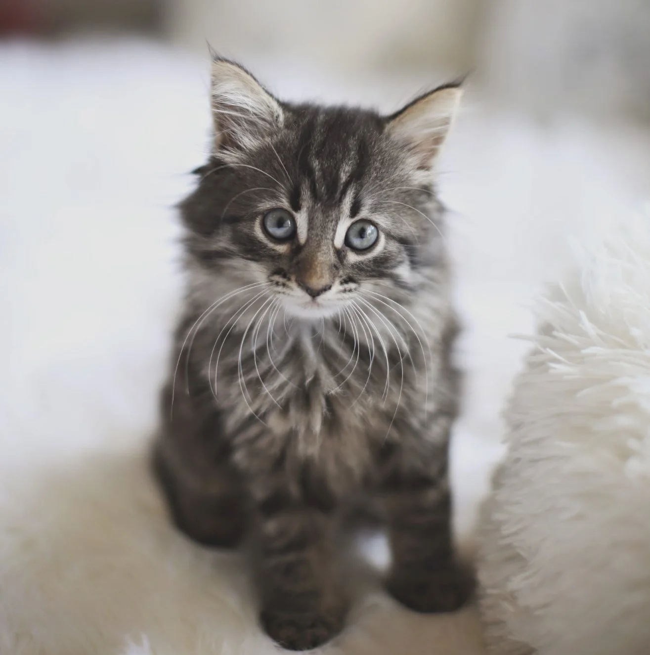 Sponsor a kitty- $10