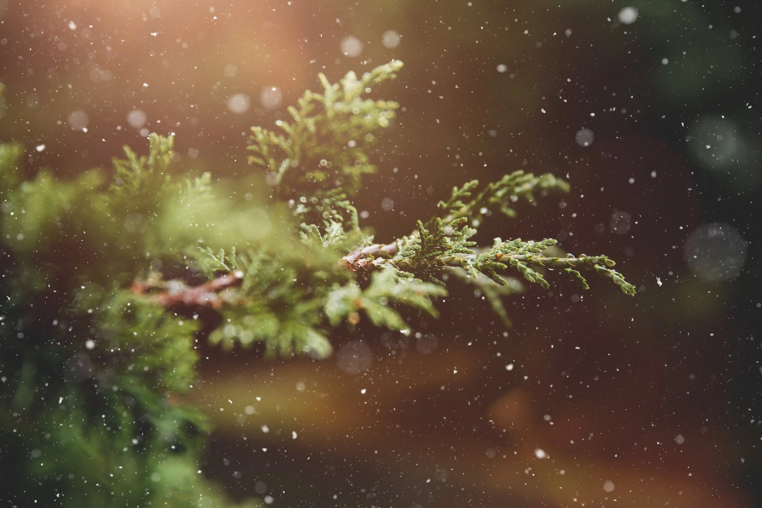 O Come Emmanuel 