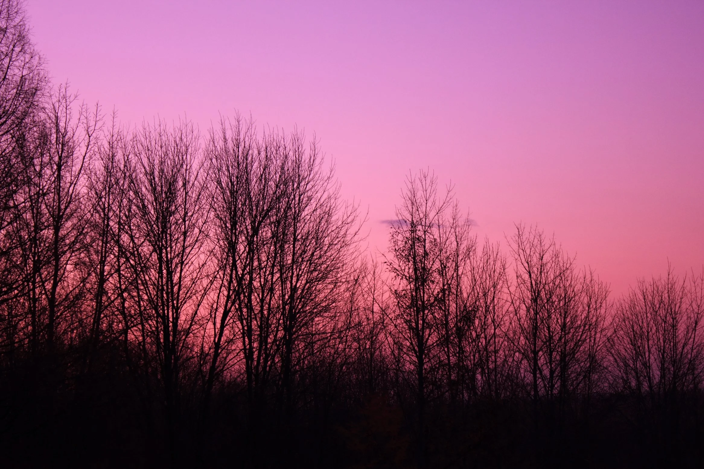 wisconsin-pike-lake-state-park-purple-sky-over-trees.jpg