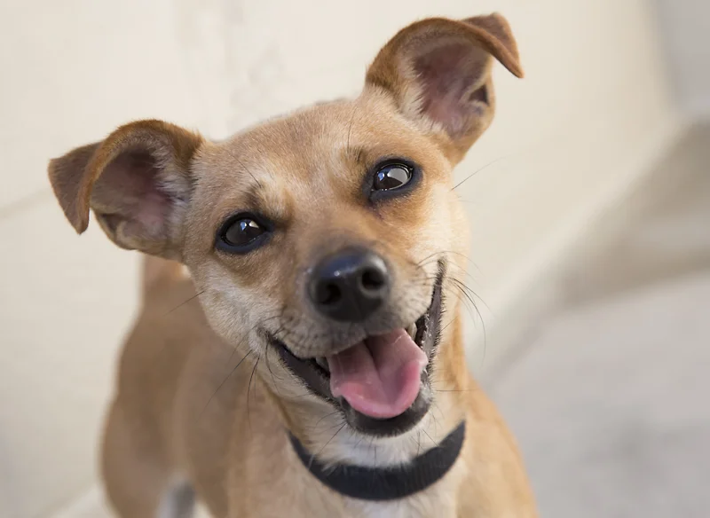 Close-up of a happy small tan dog with a black collar, smiling with an open mouth, in front of a light background.