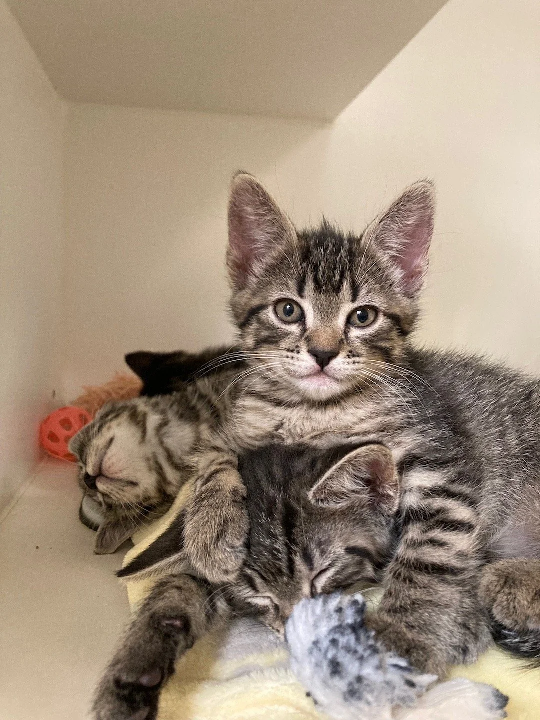 Kitten litter.jpeg
