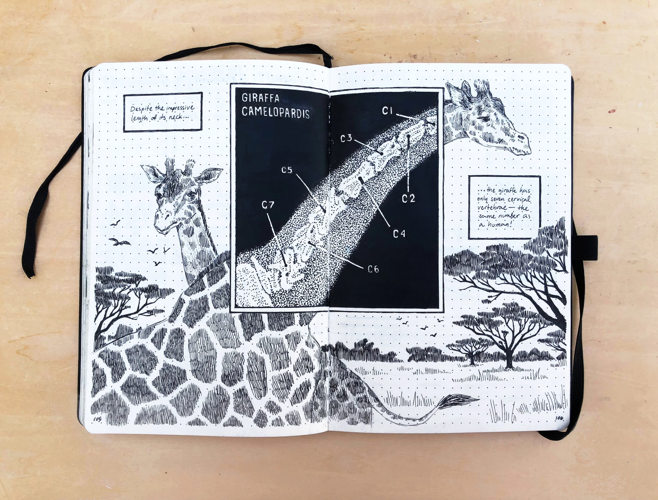 giraffe spread.jpg