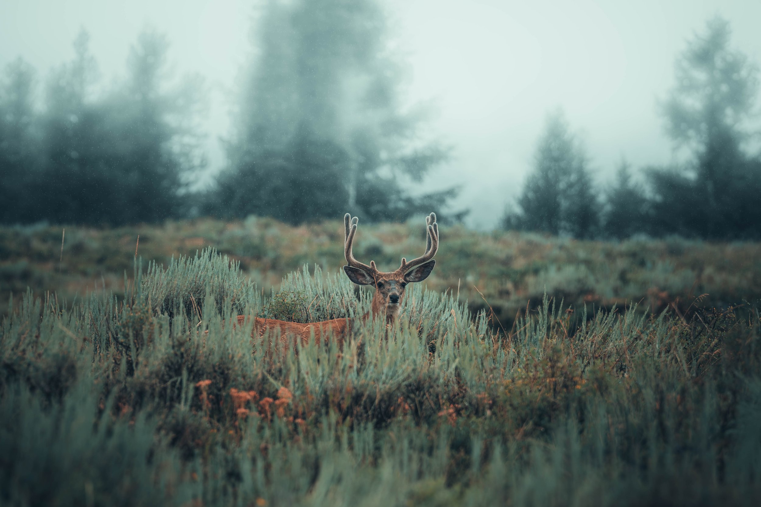 deer shot.jpg