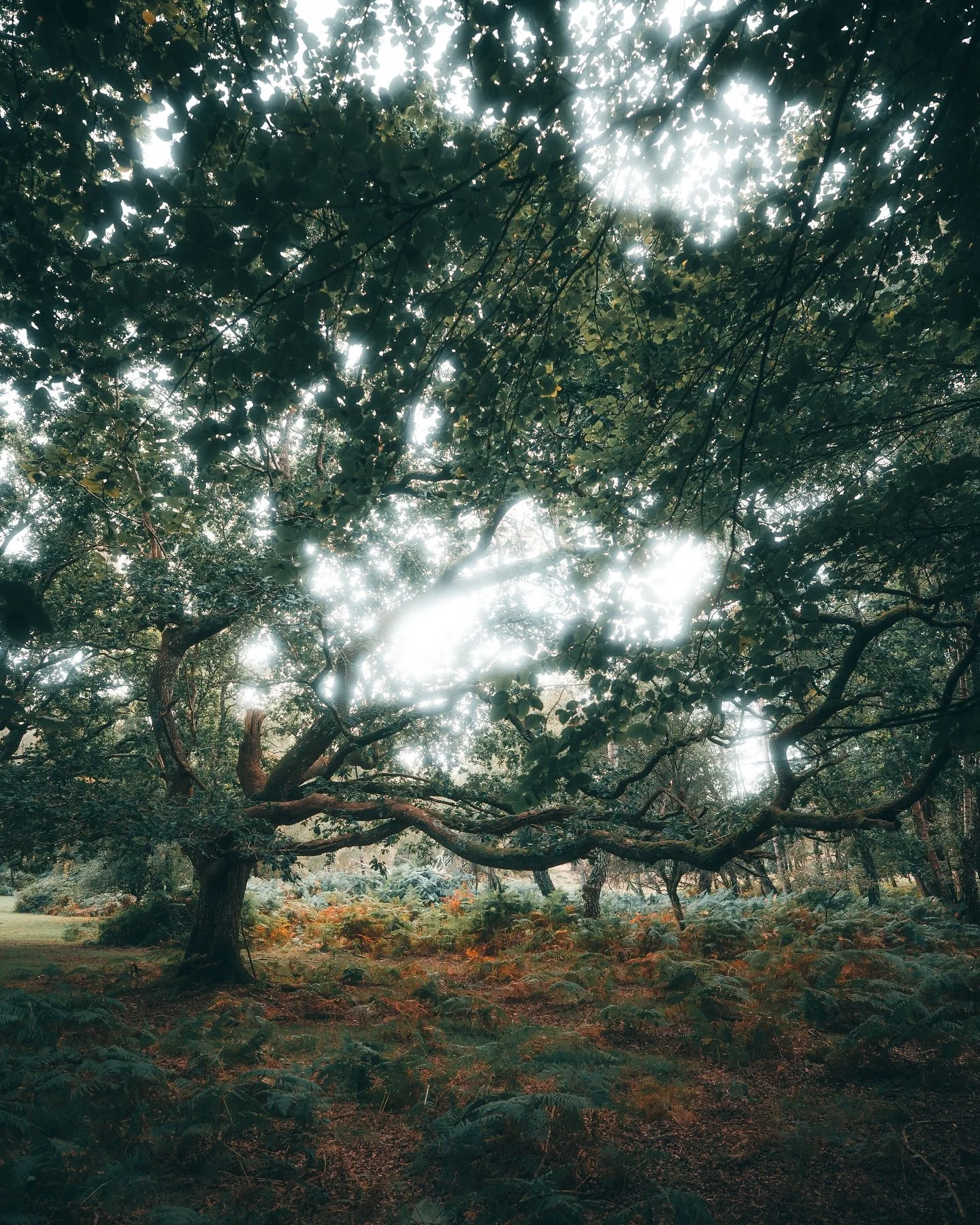 New Forest&hellip; mystical land of the old trees.

#thisisengland #explorebritain #folkgreen
