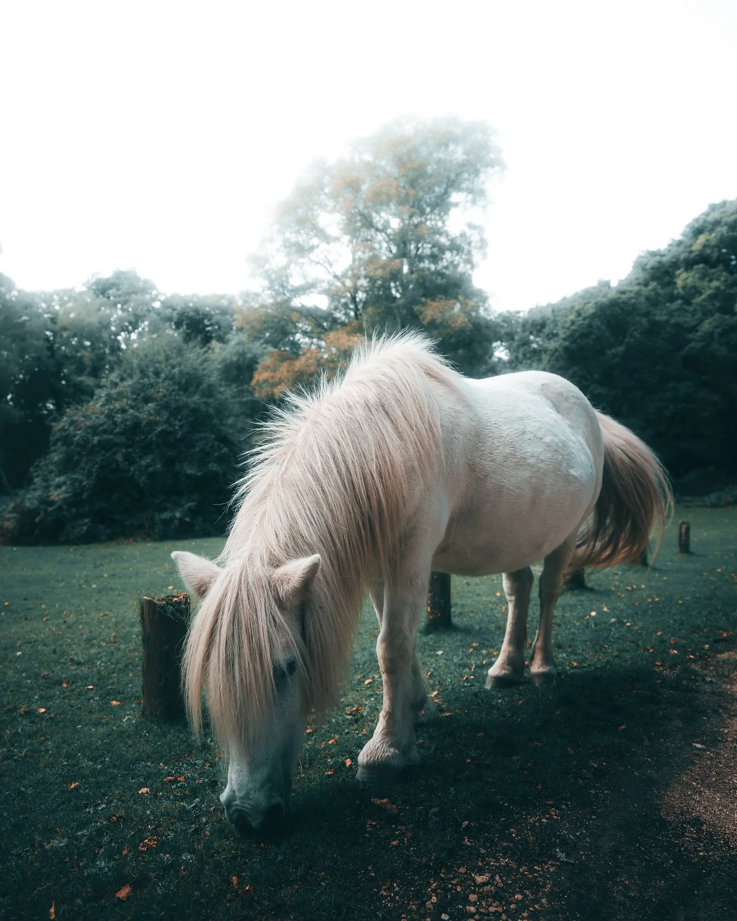 Up close and personal with a New Forest pony.

#wildlifephotography #newforest #thisisengland