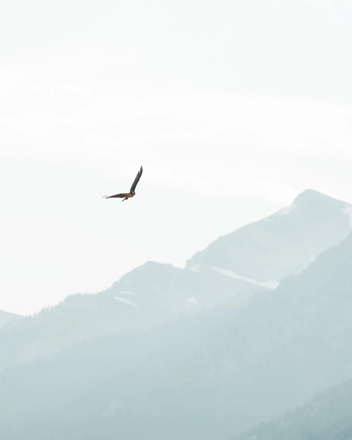 Osprey flying high in Jackson.

#jacksonhole #wildlifephotography #sonyalpha