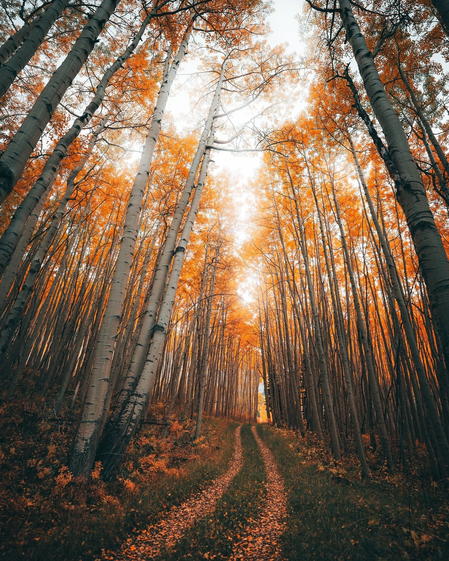 I got a bunch of replies to my story of me and the pup running around the tall aspens. Here&rsquo;s the shot from that story.

#colorfulcolorado #telluride #folkscenery