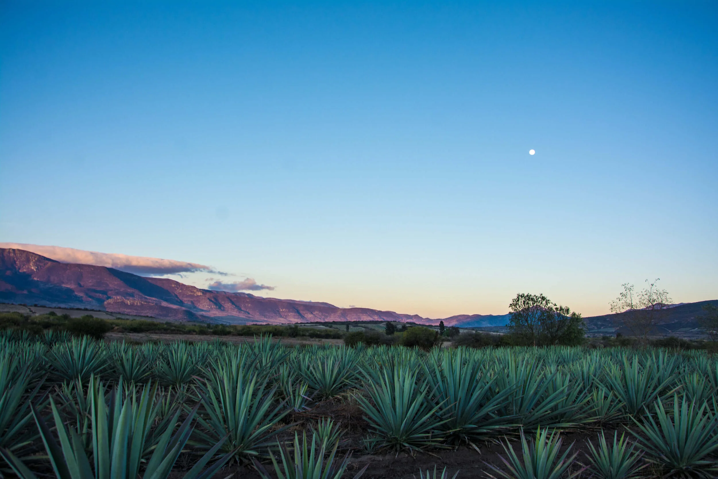 Mezcal Farm Oaxaca