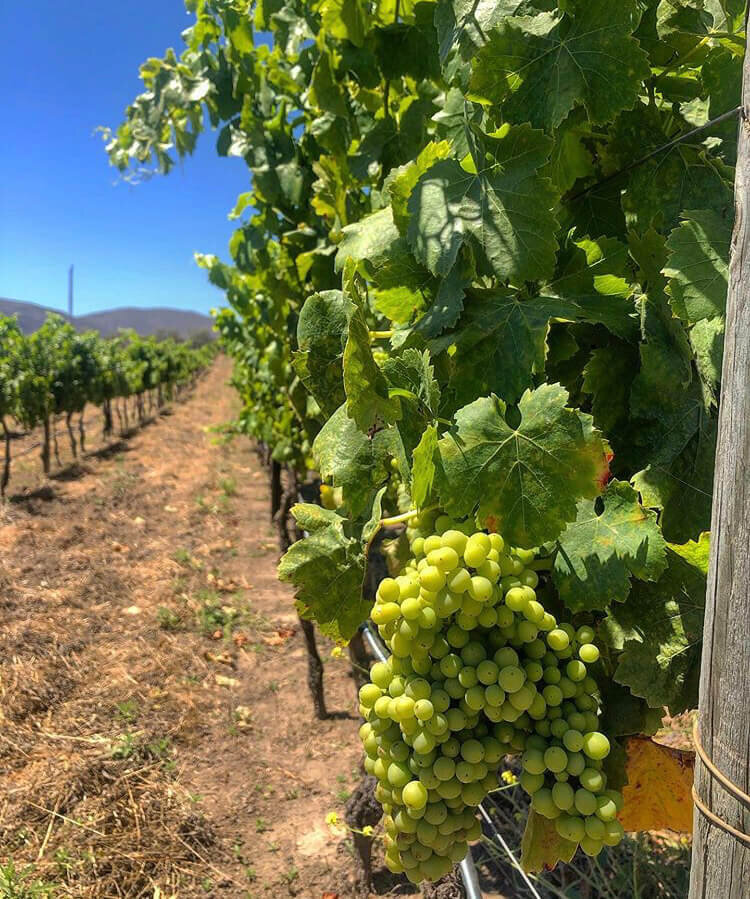 Valle de Guadalupe Grapes