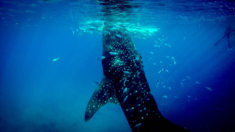 Whale Shark Diving