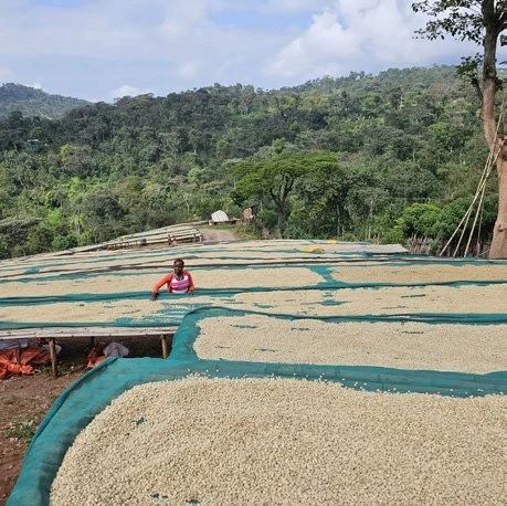 red-honey-idido-drying-landscape.jpg