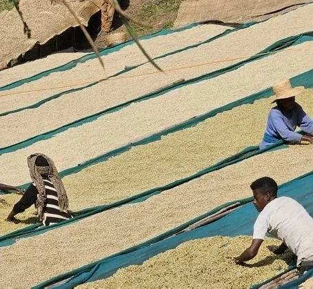 red-honey-idido-woman-drying-coffee.jpg
