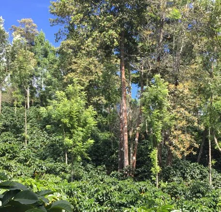 buena-vista-farm-forest.jpg