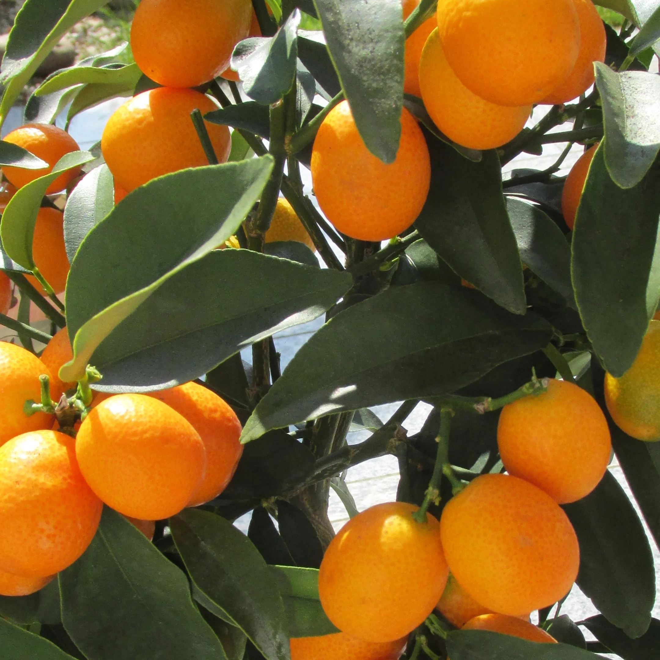 Kumquats.jpg