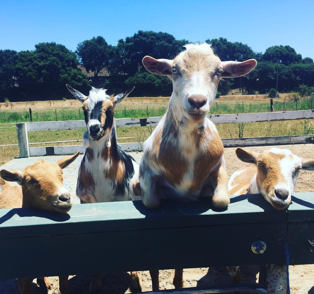 goats.jpg