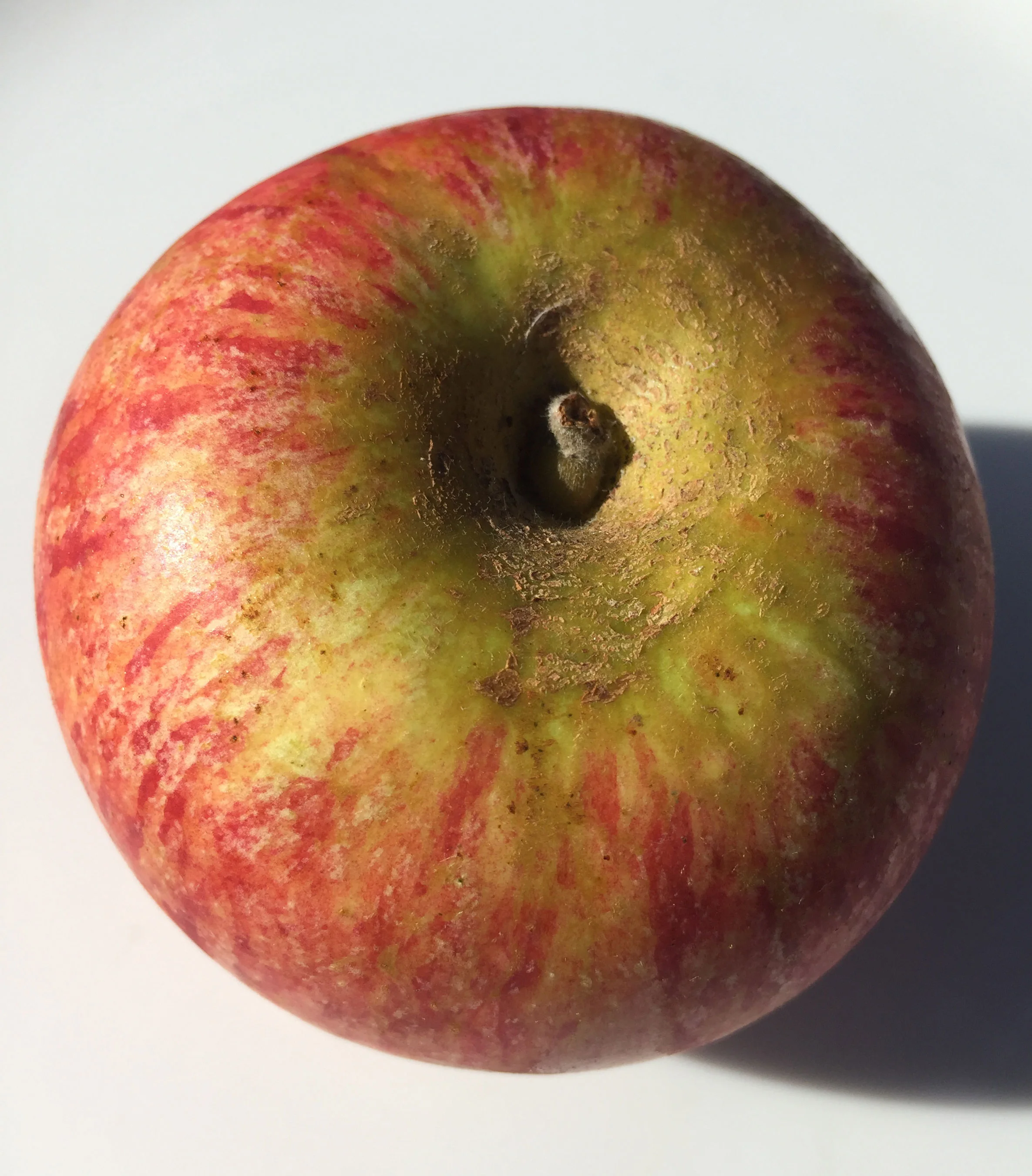 CoxOrangePippin1.jpg