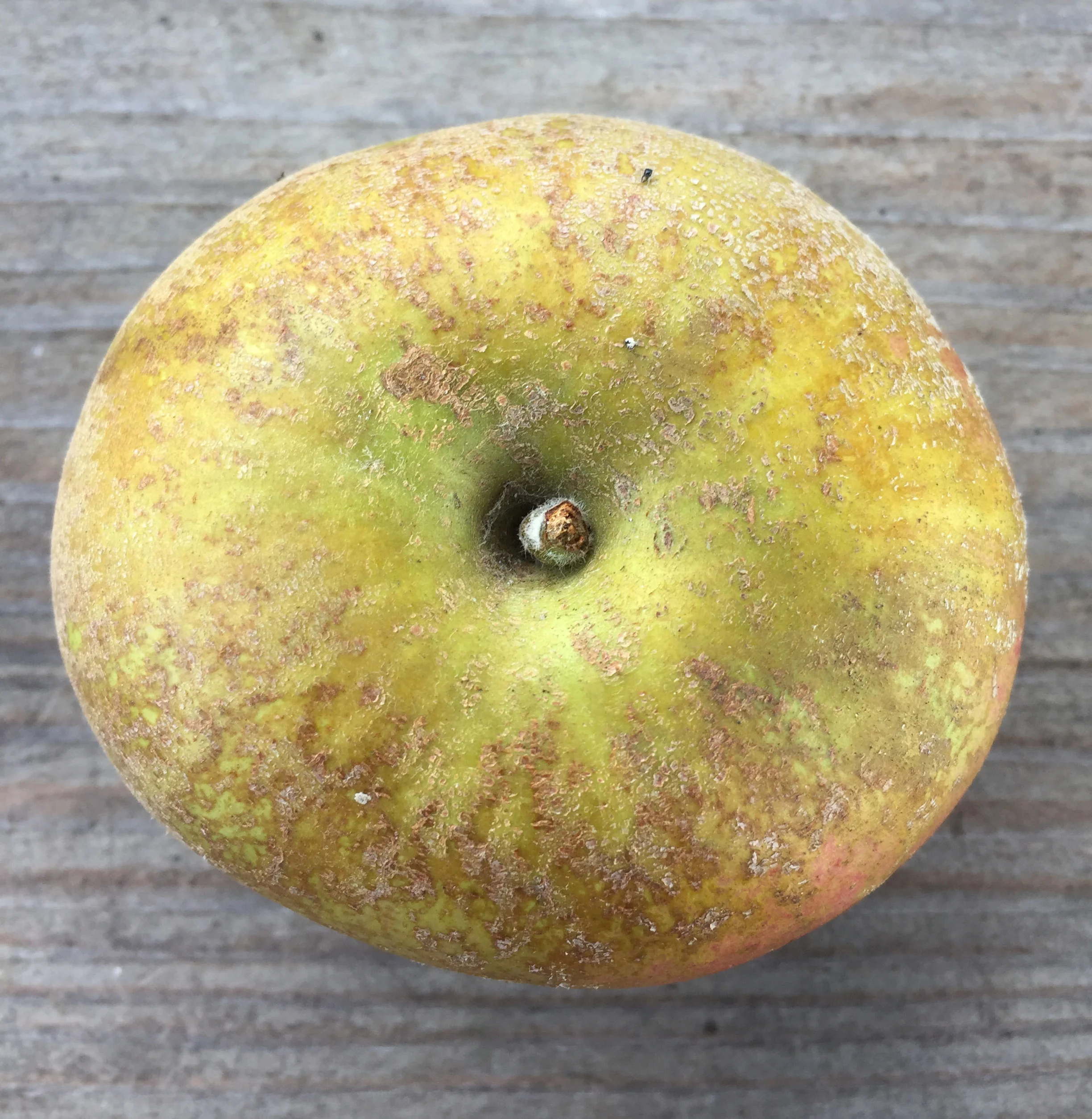 RoxburyRusset2.jpg