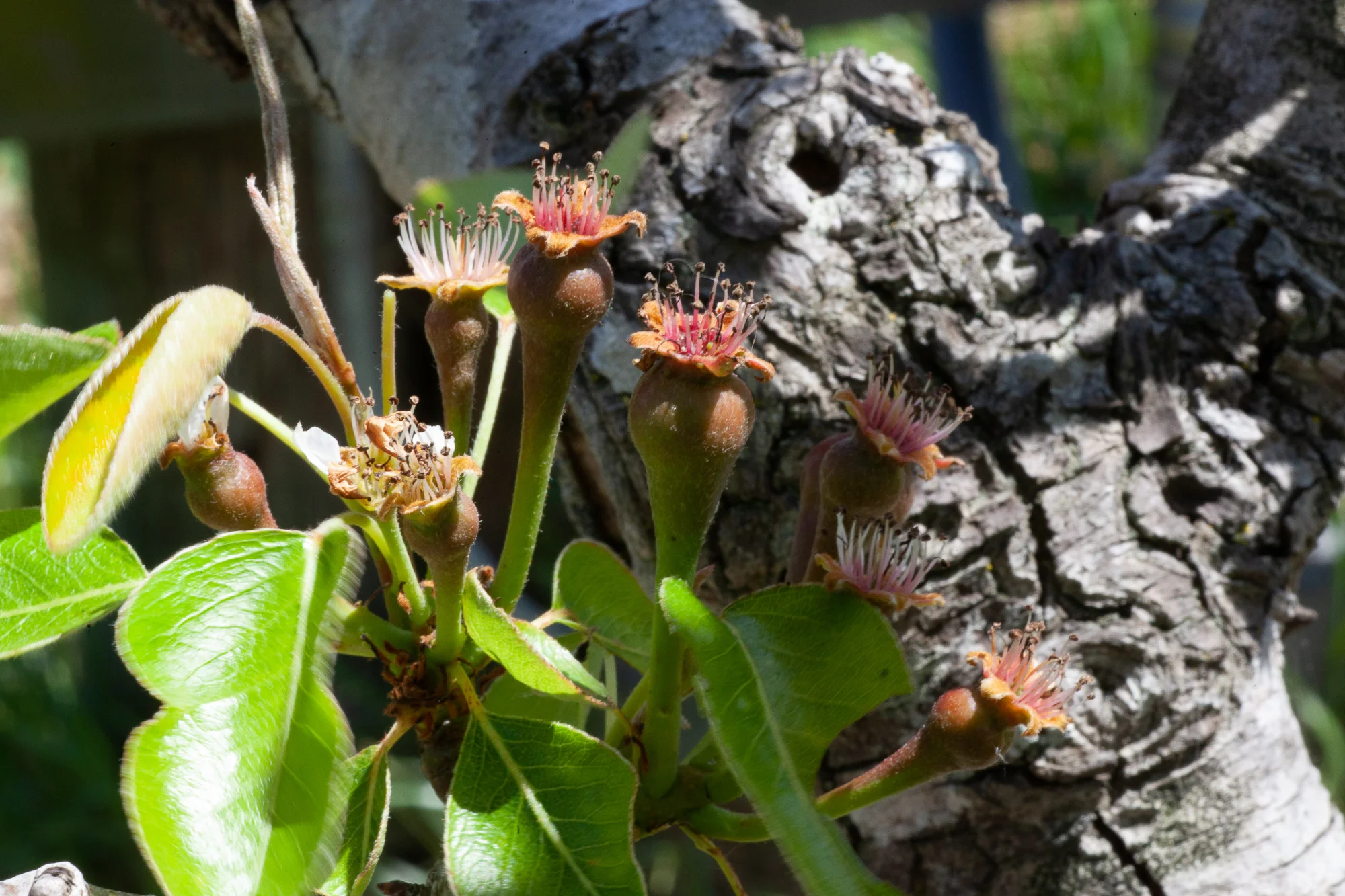 Un-thinned Harrows’s Delight pear cluster