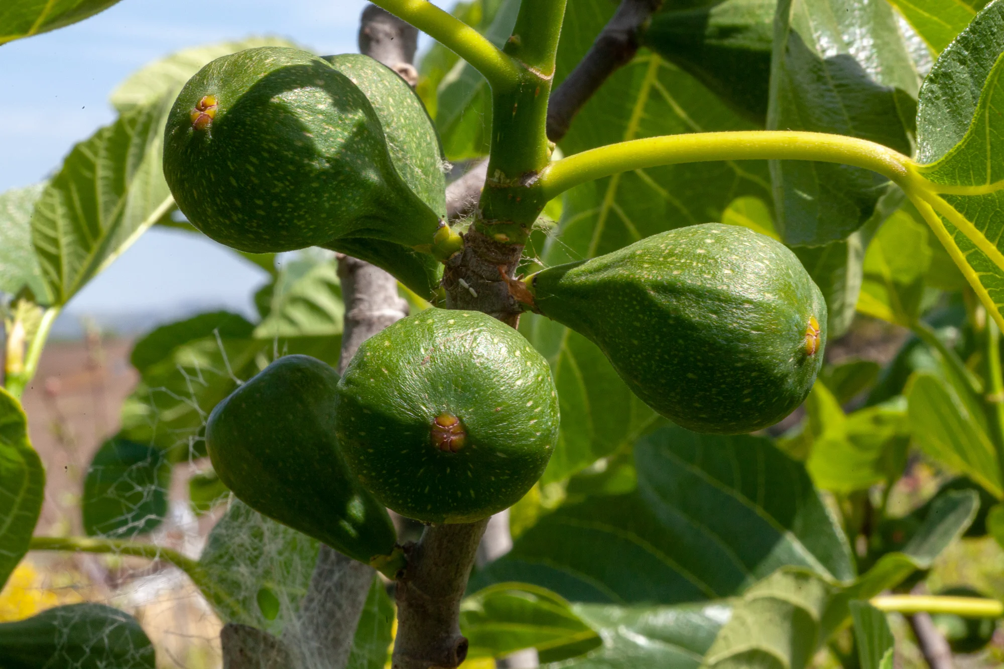 Peter’s Honey fig setting a nice breba (spring) crop