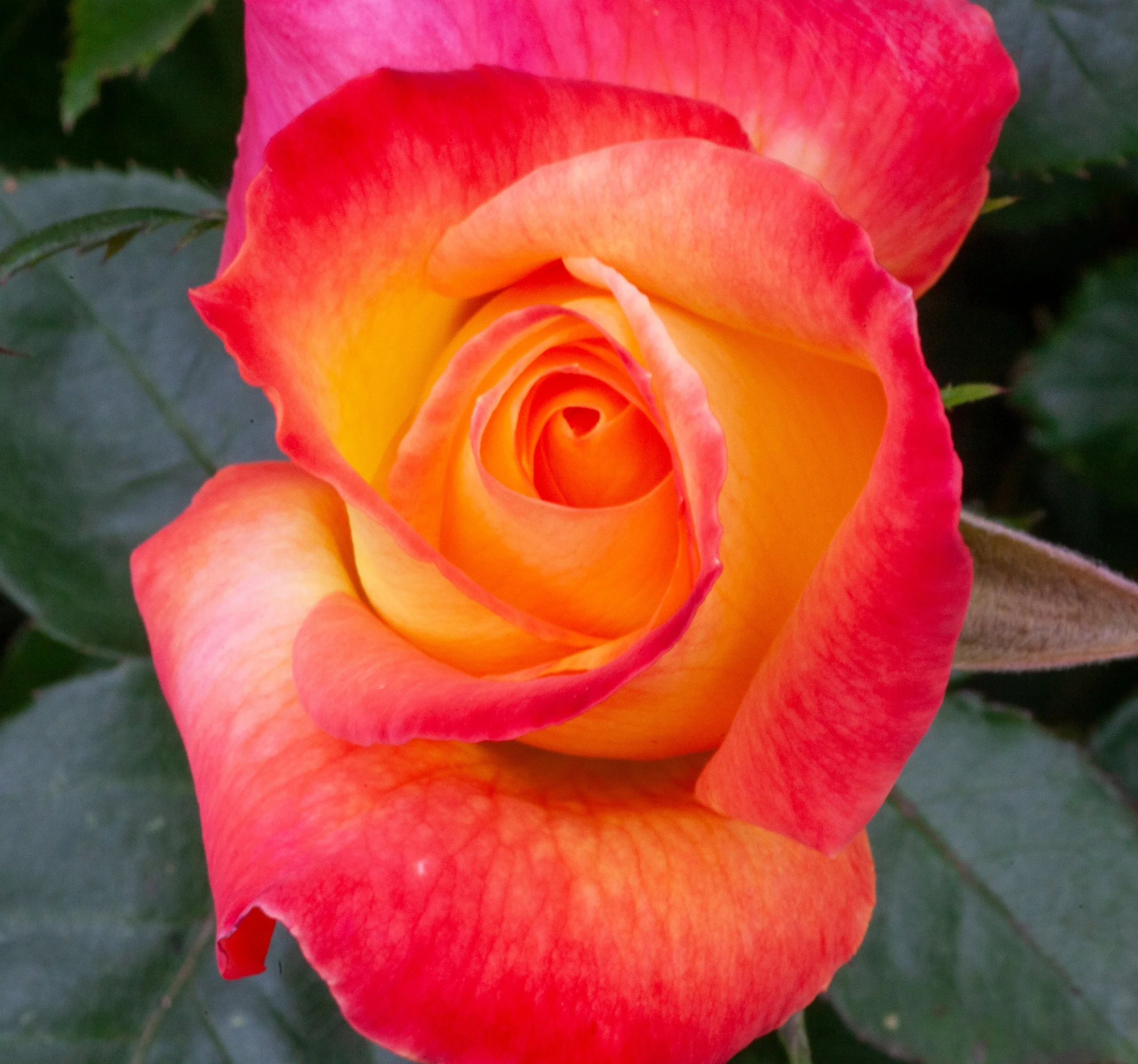 PeaceRose.jpg