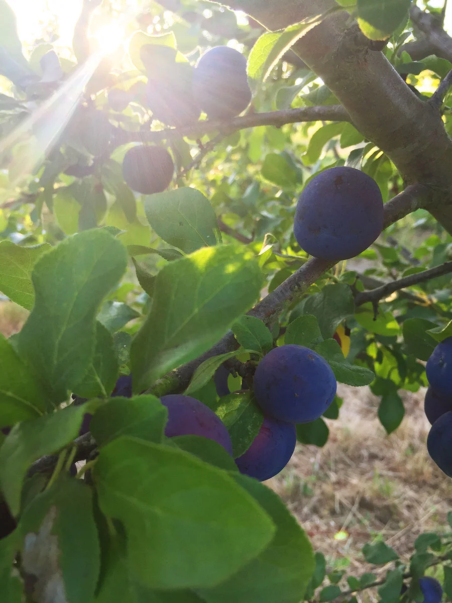 Damson Plums