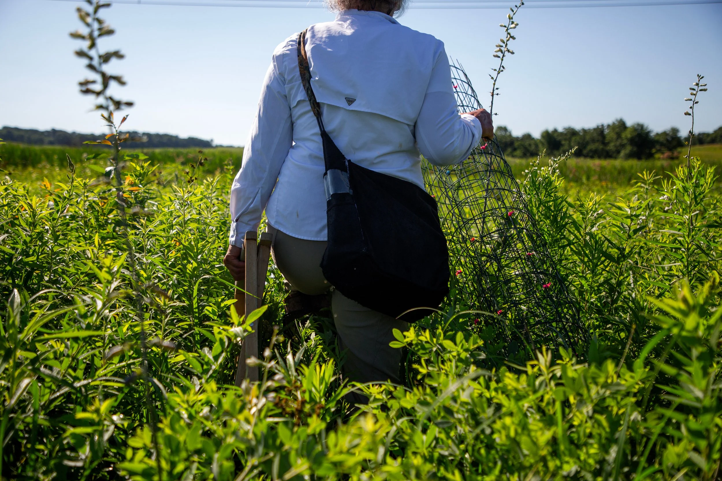 Cathy Pollack, 67, of Elk Grove Village, crosses the field in search of a Prairie White-Fringed Orchid (Platanthera leucophea) at Nachusa Grasslands in Franklin Grove, Ill., on Monday, June 24, 2024.