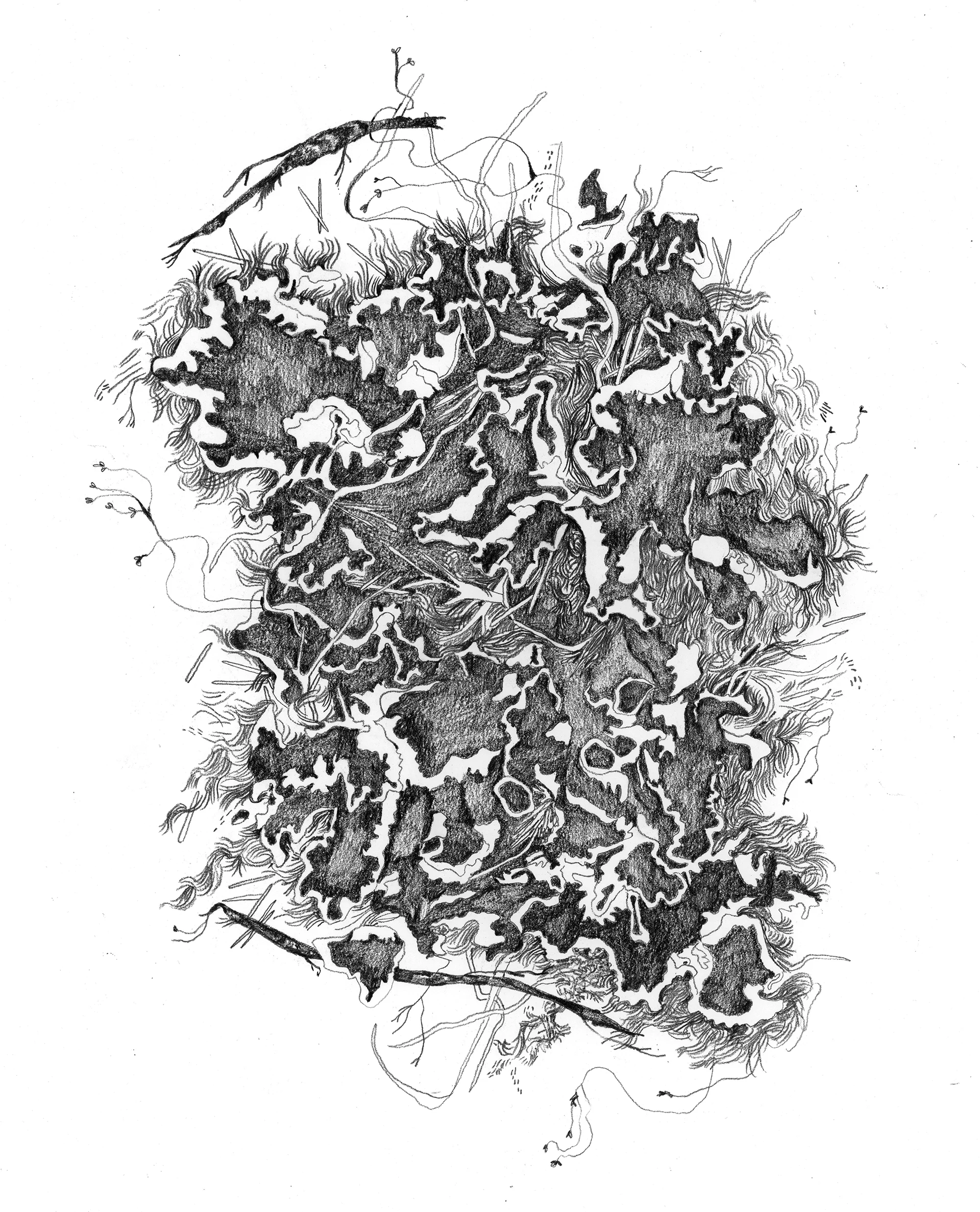 PeltigeraElisabethae.jpg