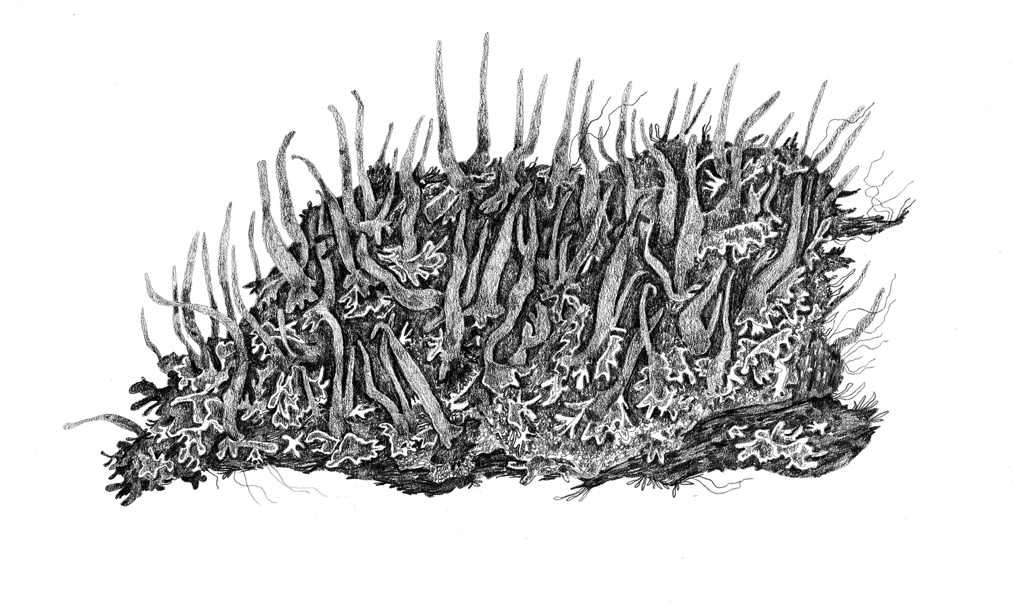 CladoniaConiocraea.jpg