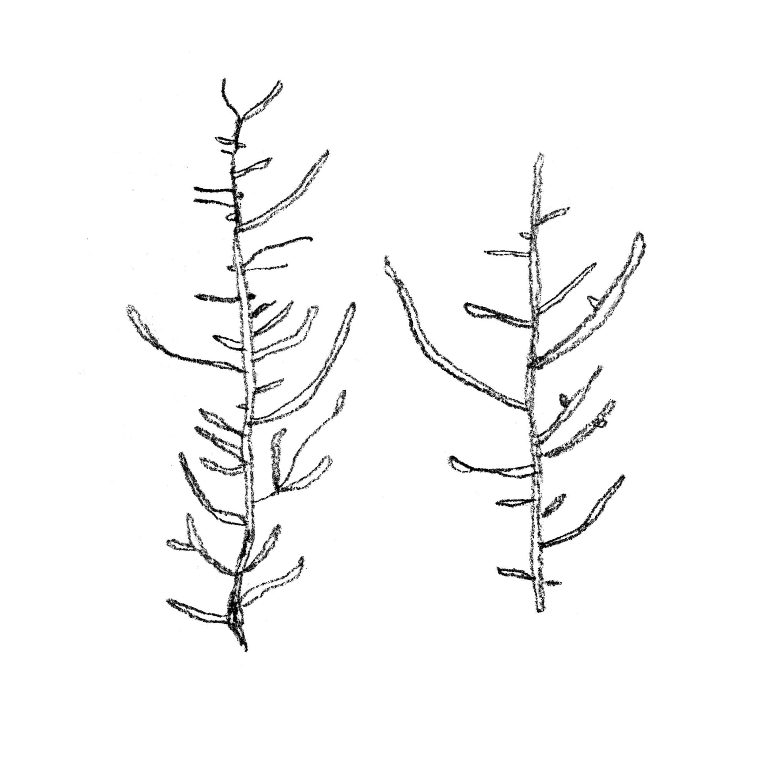 2 - lichenthumbnail2.jpg