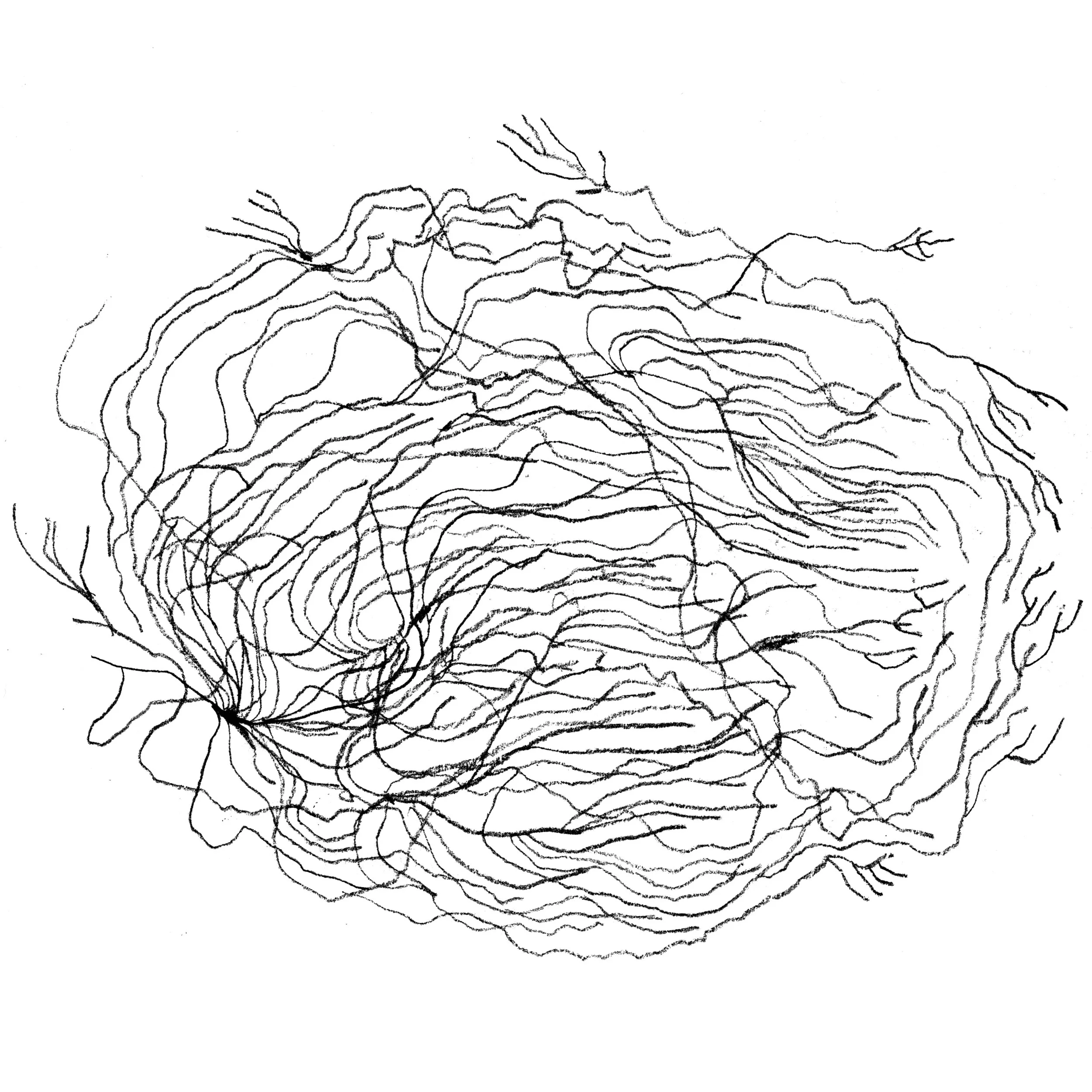 3 - lichentsketch1.jpg