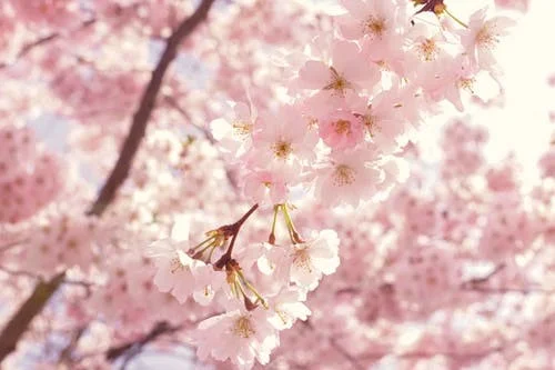 Spring has Sprung!