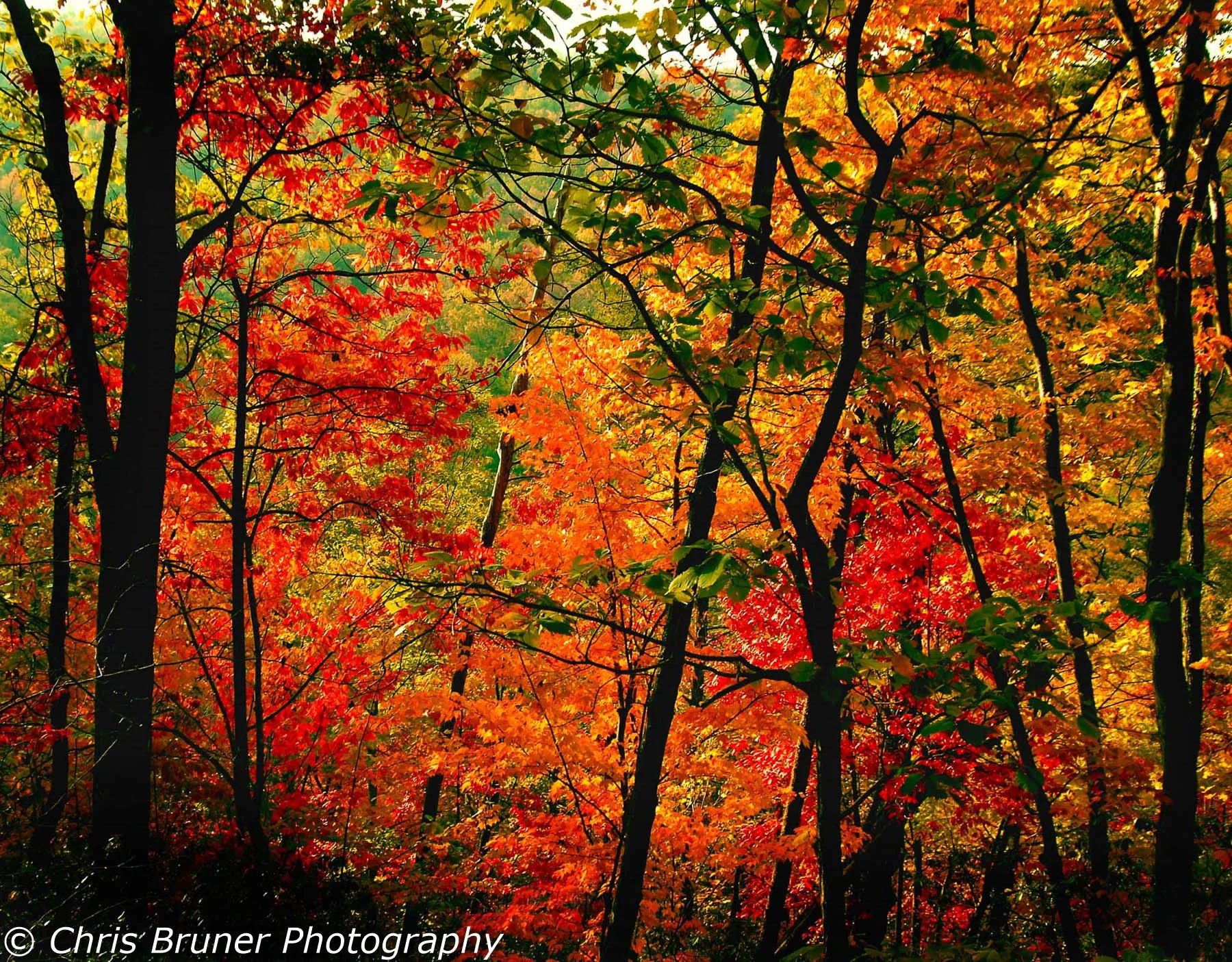 Fall Color # 1