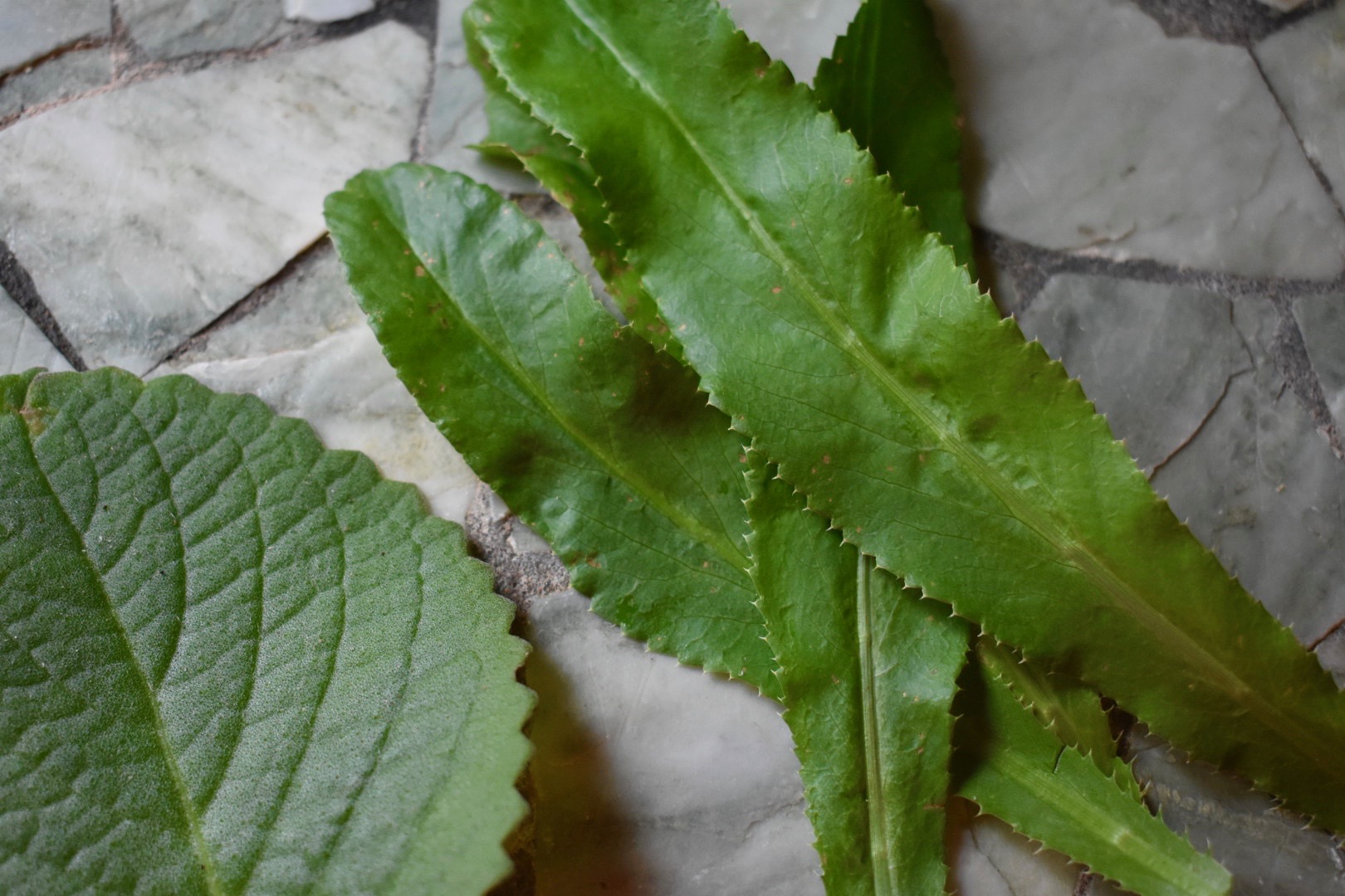 Puerto Rican herbs: oregano brujo and recao grown fresh from our garden.