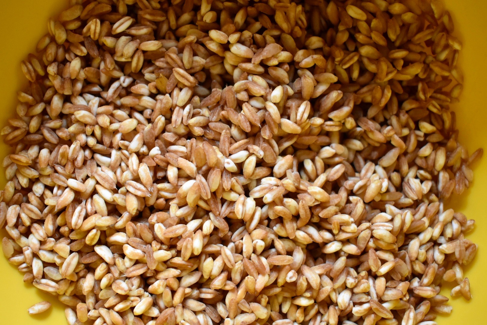 Farro is such a pretty grain.