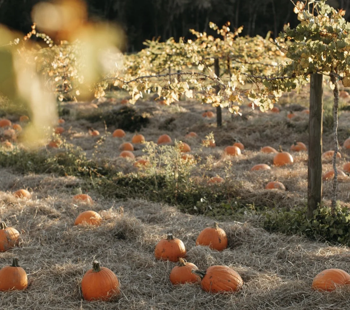 Pumpkin Picking In The Pumpkin Patch 
