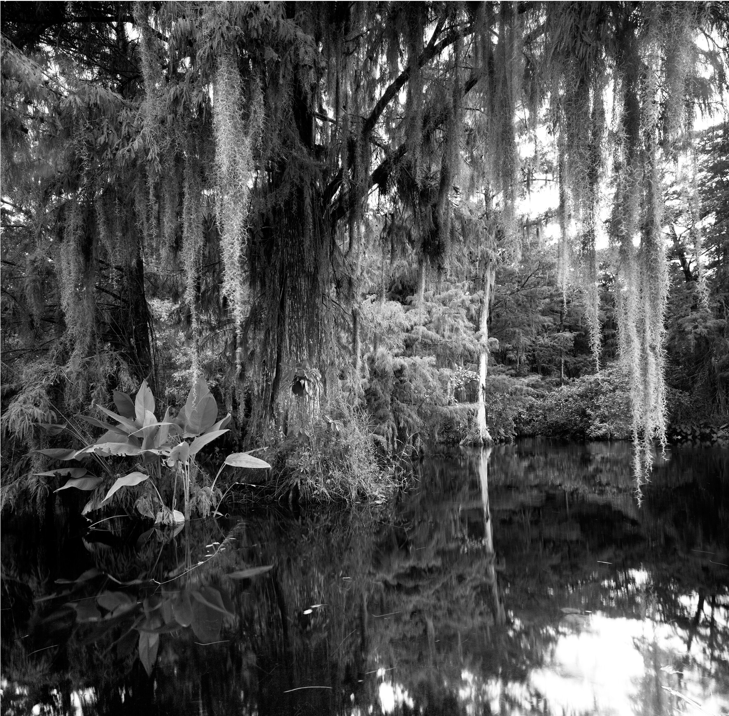 big cypress gallery 3.jpg