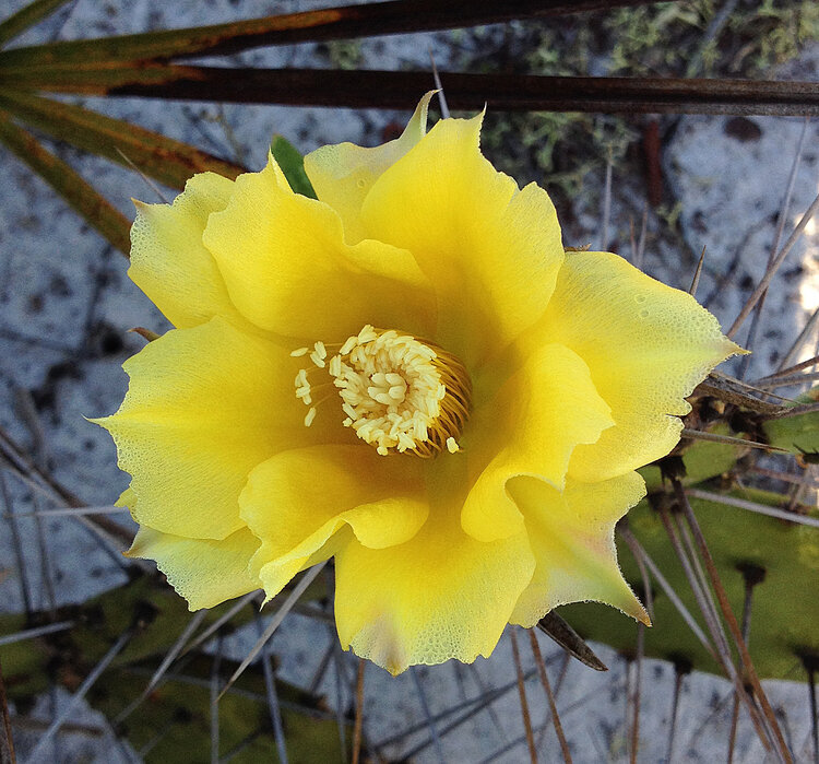 Easter Prickly Pear